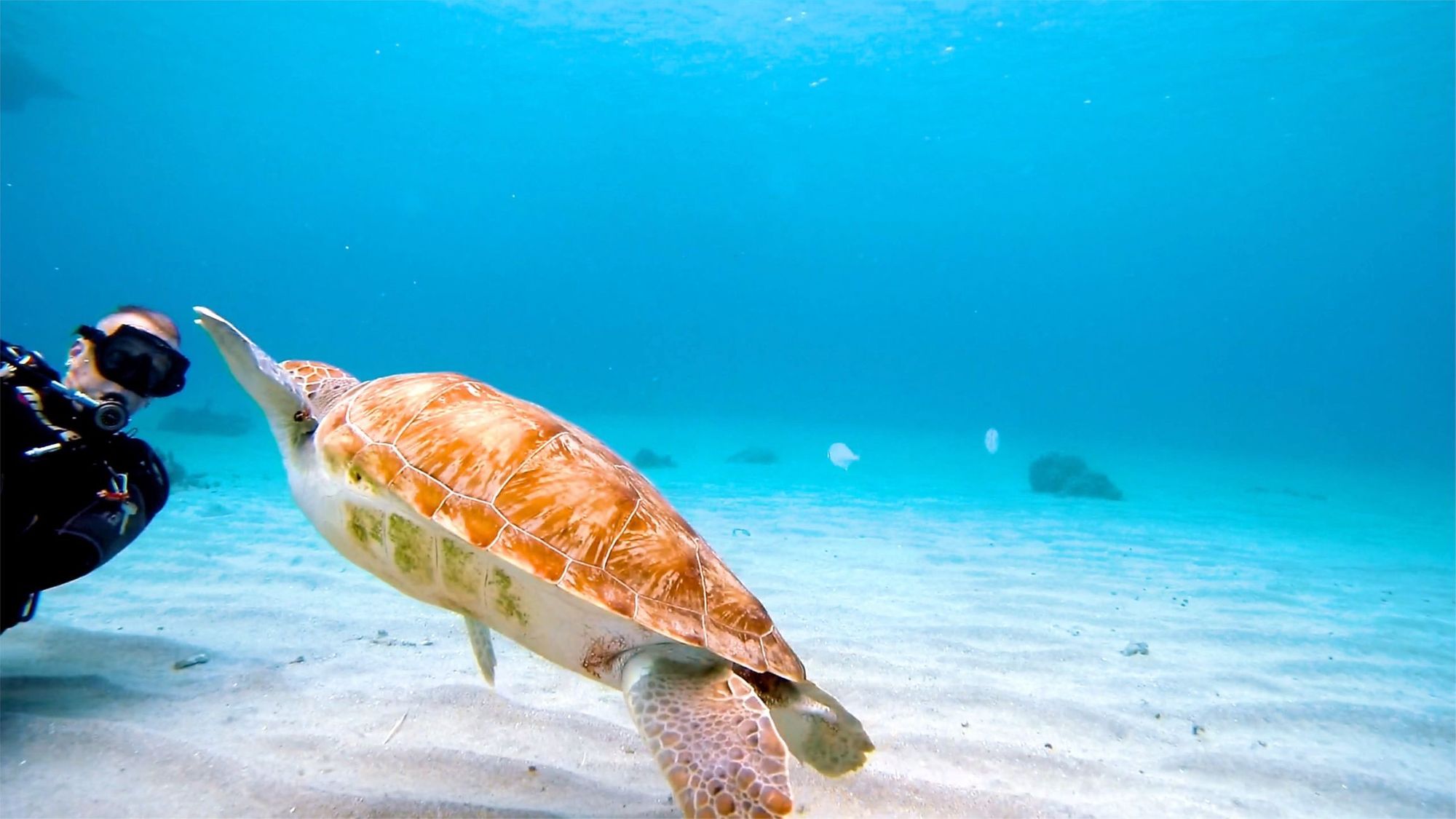 Trip Underwater Scuba Diving in Curacao & Curacao Klein